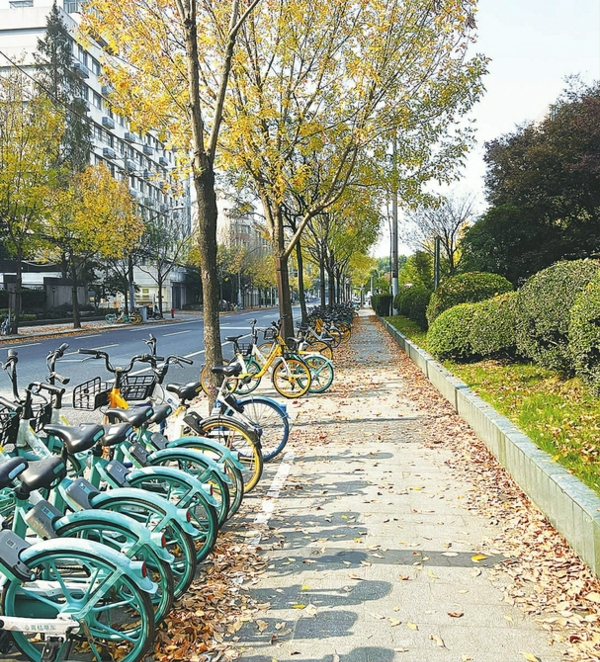 田林路白腊落叶