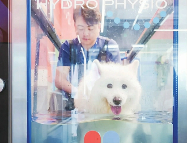 狗狗进行水疗